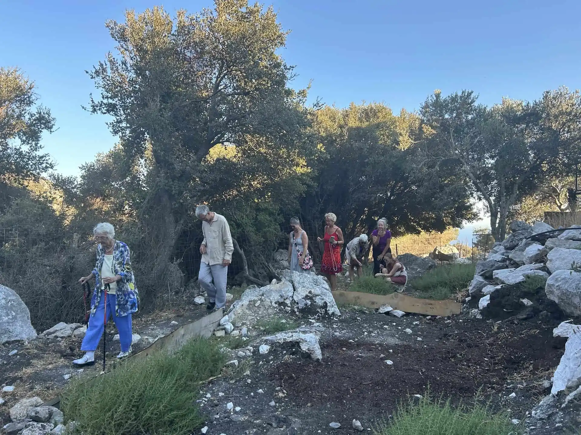 Olive Trees